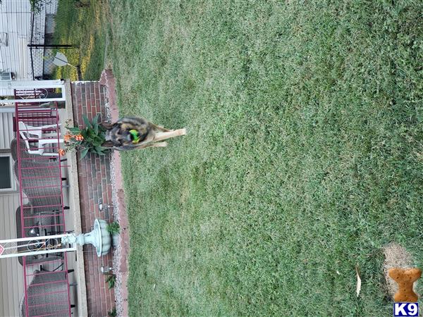 Newman K9 Picture 2